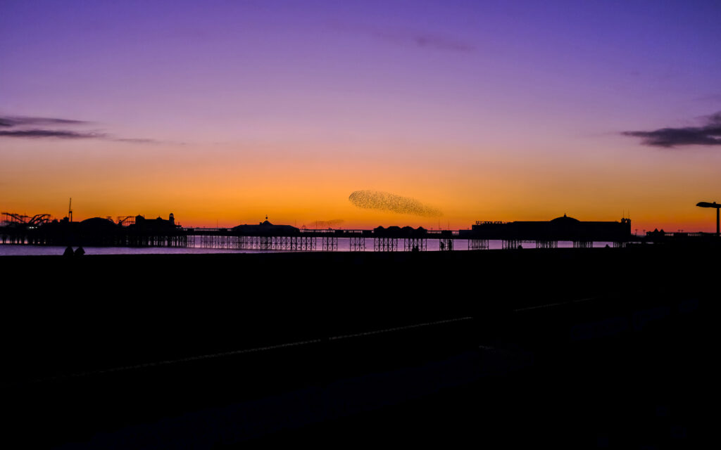 brighton starling murmuration