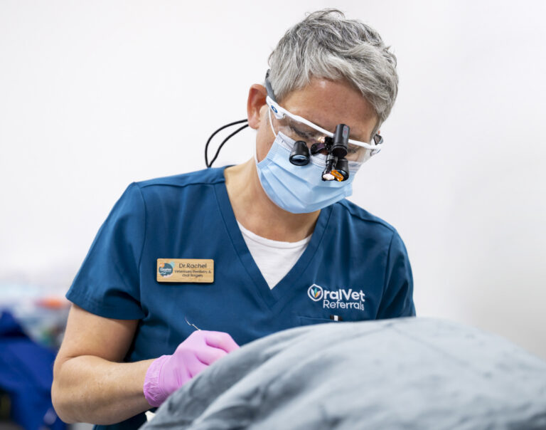 Commercial photography shoot OralVet Referrals Brighton