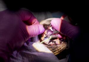 Commercial Photography in Brighton: OralVet Referrals Case Study